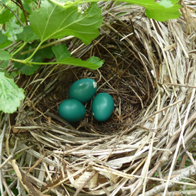 Gray Catbird nest