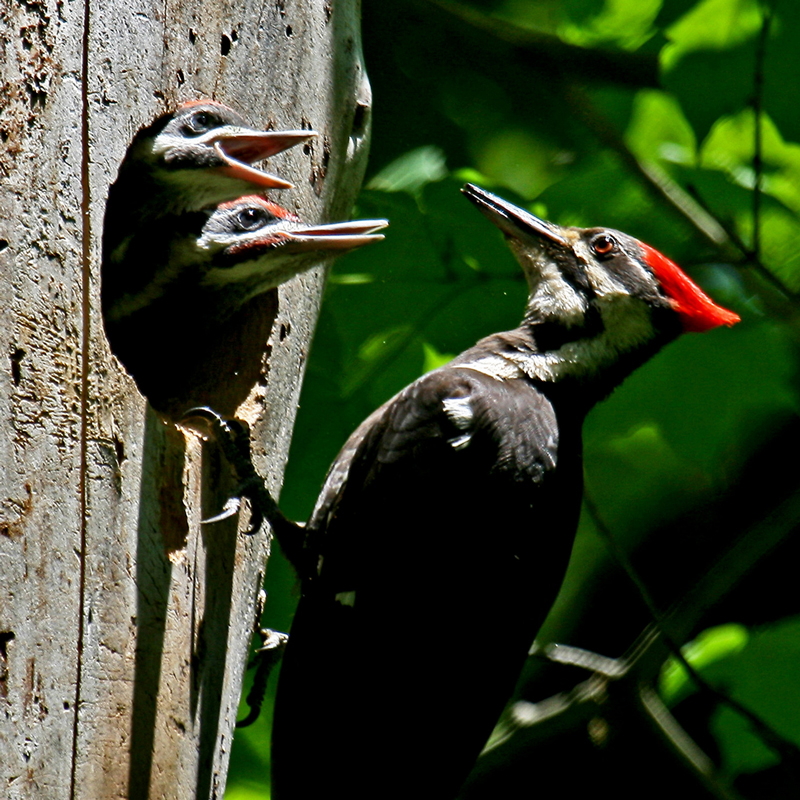 Pileated Woodpecker - Larry Dau